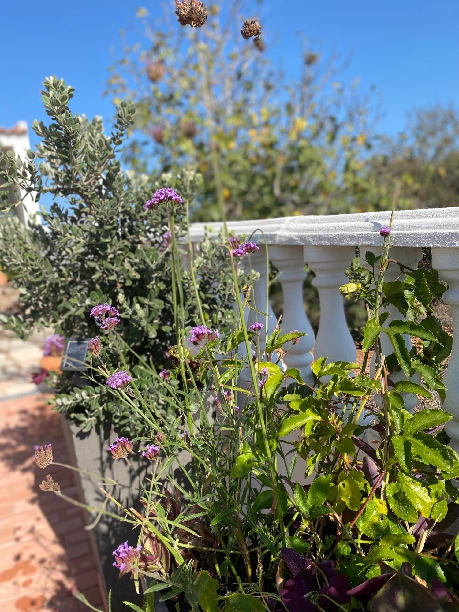 Palm View Guesthouse, Adults Only Praia Da Luz Exterior foto